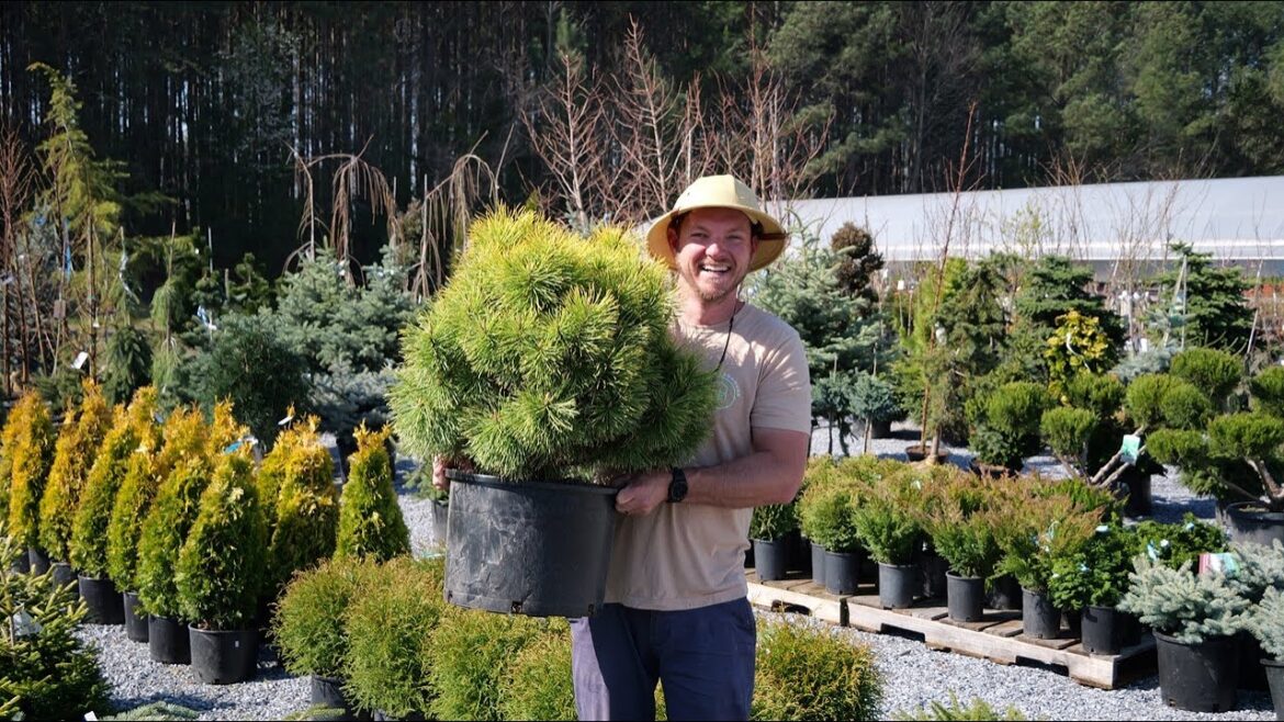 Fascinating Conifer Tour: Unique Species That Thrive in the South!