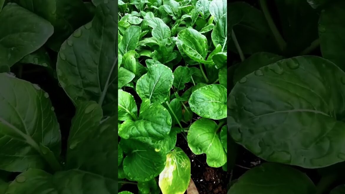 My life part of growing garden and vegetable #diygarden #vegetable