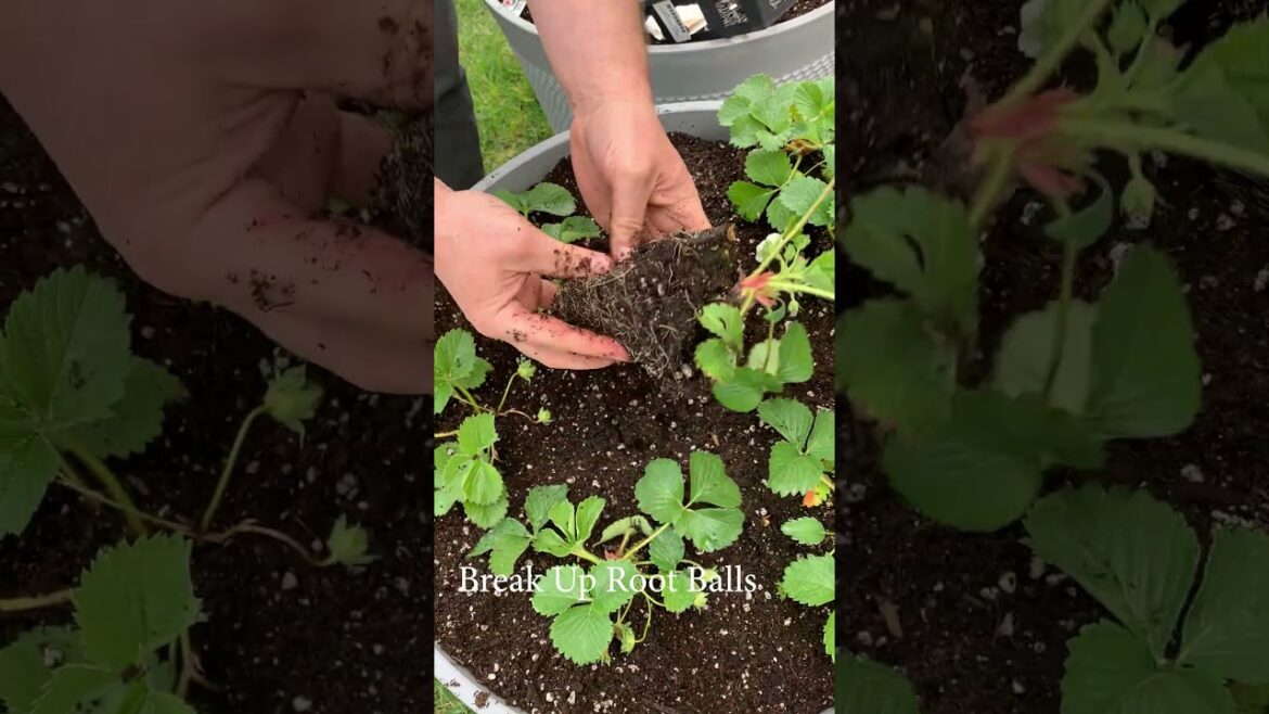 Planting Strawberries In Containers