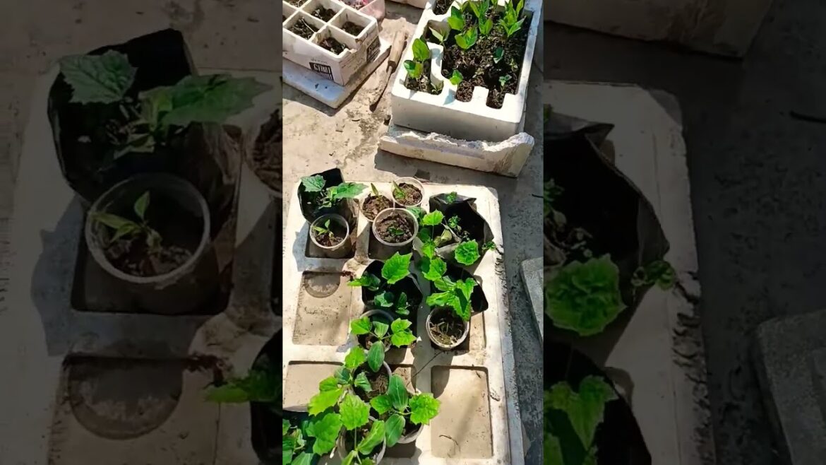 Let's start summer garden together #organicgardening #shortsvideo #viral #youtubeshorts