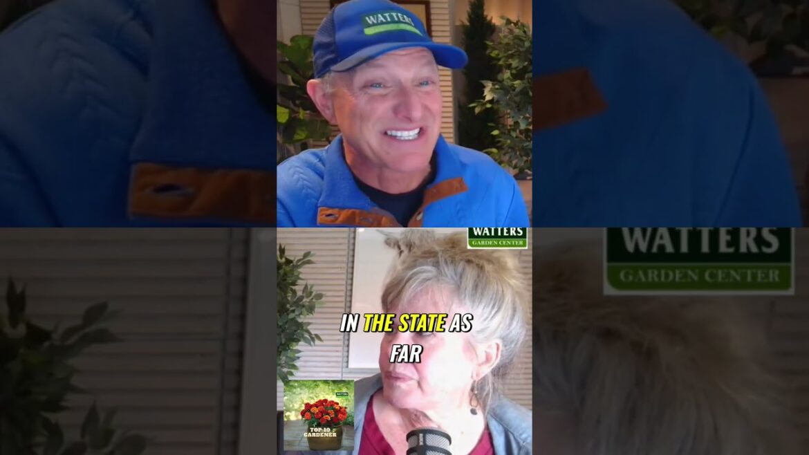 Spring Blossom Extravaganza  Forsythia and Lilac Variety Showcase