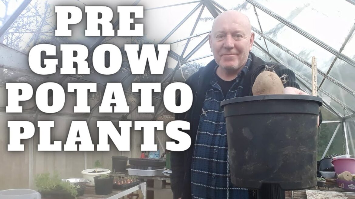 Pre Grown Potato Plants Pre Grown Potato Plants