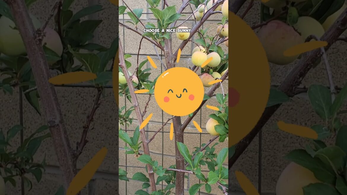 California Gardening: Growing Pluots Made Simple: Delicious Fruit Tips! ππ³ #Shorts Growing Pluots Made Simple: Delicious Fruit Tips! ππ³ #Shorts