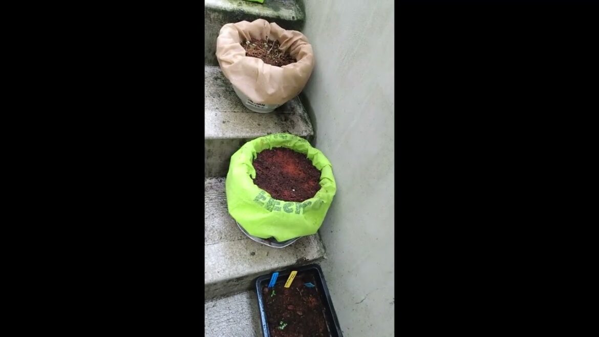 My Container Garden Journey Area Update #shortsvideo My Container Garden Journey Area Update #shortsvideo