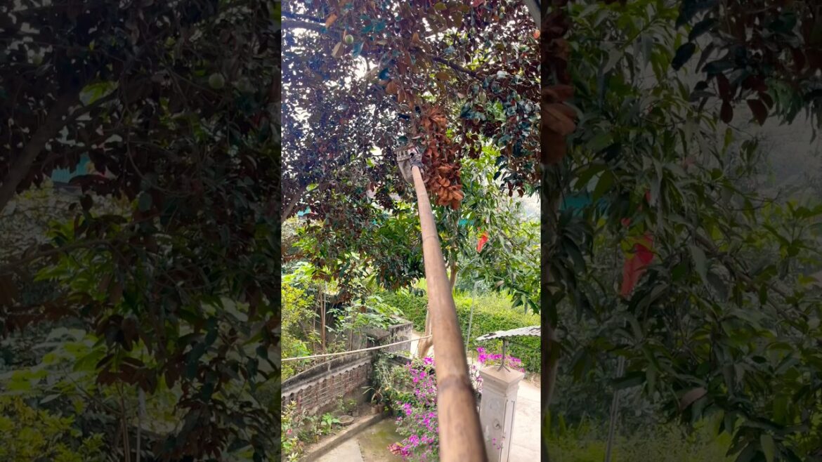 Picking children's milk fruit in the garden#amazing #cutting #fruit #farm #garden #shortvideo