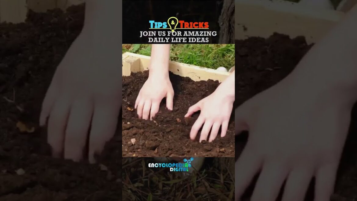 Home Gardening tips & Tricks | Simple Gardening Ideas Home Gardening tips & Tricks | Simple Gardening Ideas