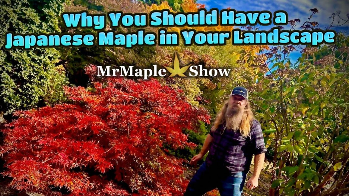 Why You Should Have a Japanese Maple in Your Landscape