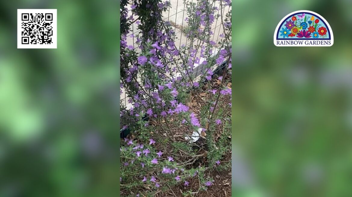 Gardening with KSAT: Looking for big time bloomers that can take the heat and survive drought & ...