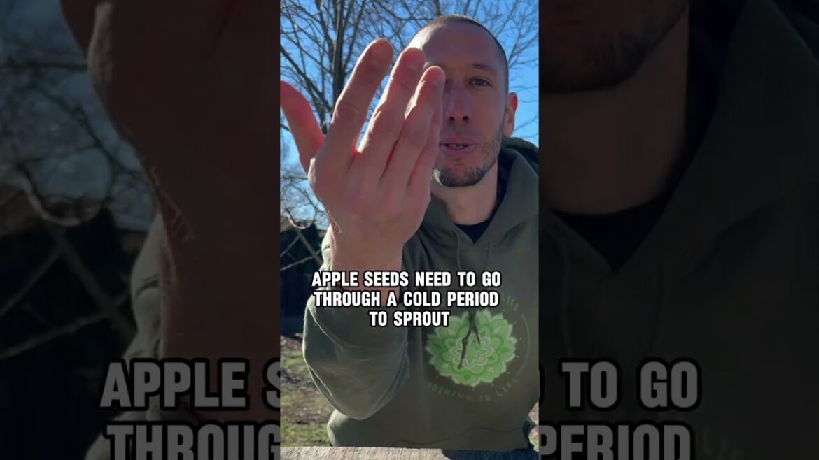 James Prigioni: Grow an Apple Tree from Seed… Grow an Apple Tree from Seed...
