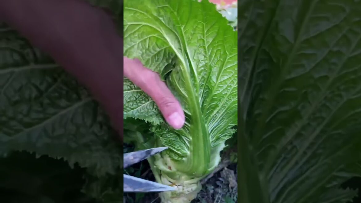 Organic vegetable #nature #farming || in india short#M Basumatary shorts Organic vegetable #nature #farming || in india short#M Basumatary shorts