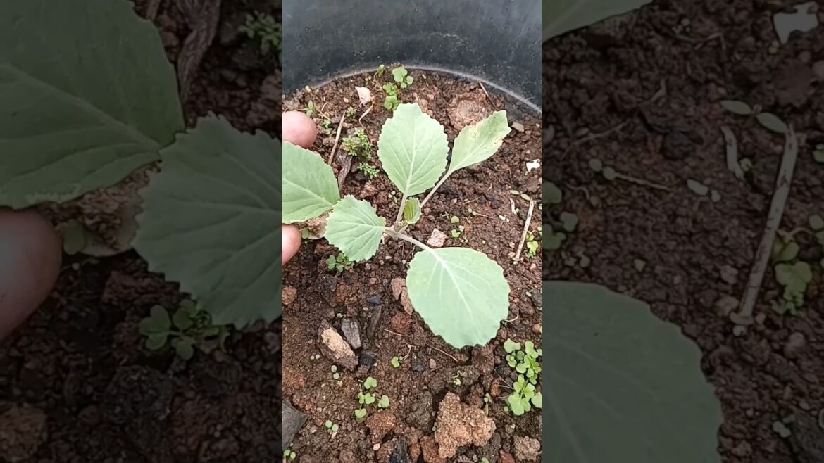 #cabbage #plant