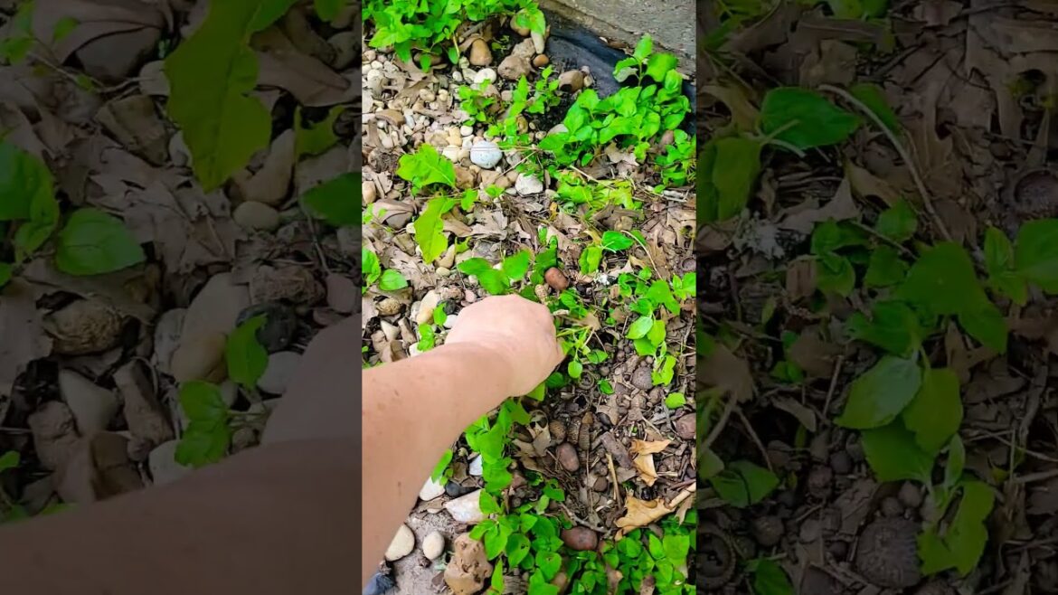 Weed barrier is a joke around here #gardening #gardentips Weed barrier is a joke around here #gardening #gardentips