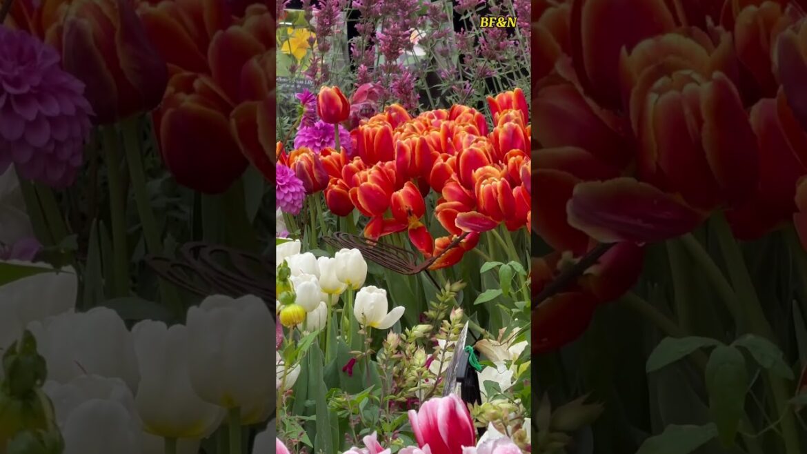 The most Beautiful Flowers: International Flowers Show #beautiful #flowers #plants #garden #shorts The most Beautiful Flowers: International Flowers Show #beautiful #flowers #plants #garden #shorts