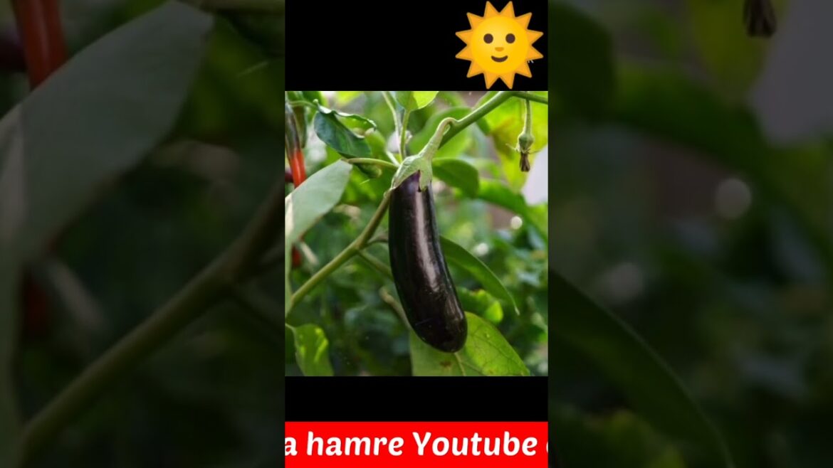#gardening #tips #summer #shorts grow to plant 🌶️🍆🫑🌽🌿🌱🌴🍀 #gardening #tips #summer #shorts grow to plant 🌶️🍆🫑🌽🌿🌱🌴🍀