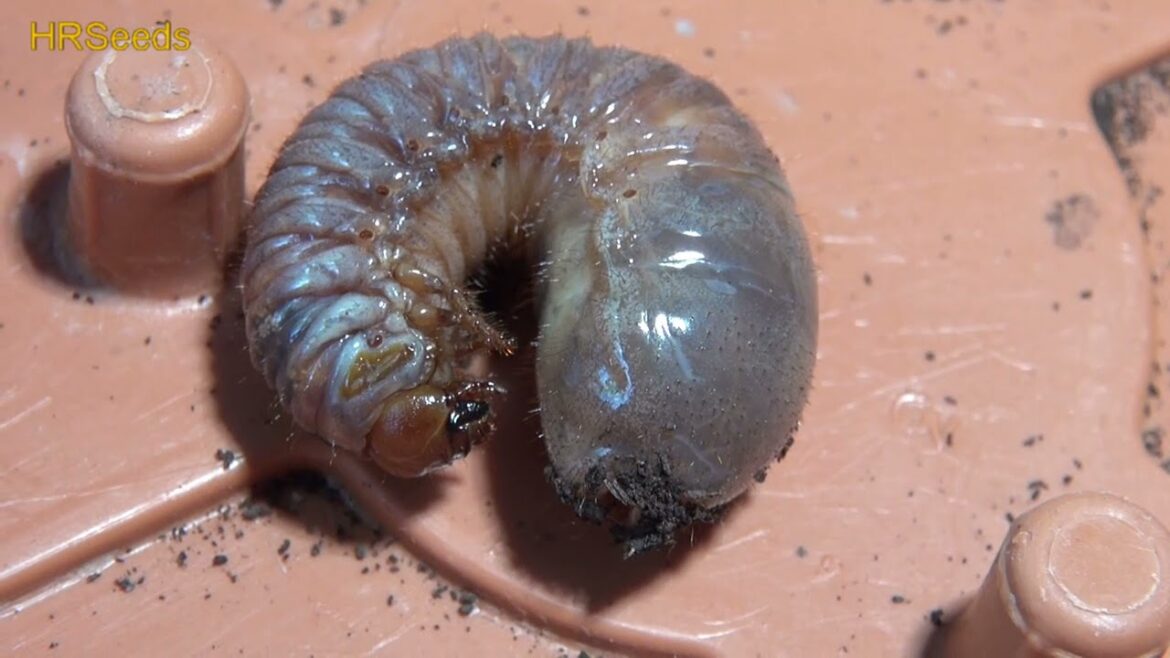 Turfgrass - May/June Beetle Grubs