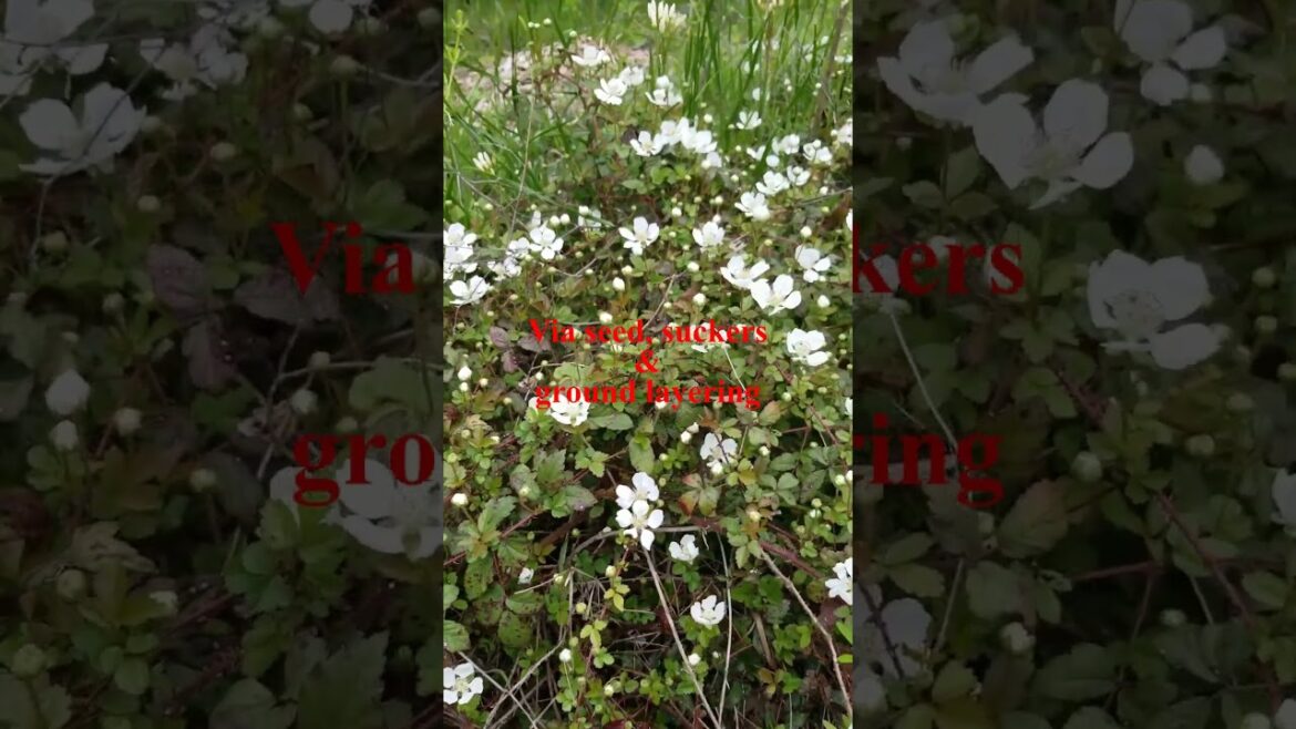 The Easiest Edible Shrub To Grow..In a Texas Cross Timbers Permaculture Garden(Native & Wild) The Easiest Edible Shrub To Grow..In a Texas Cross Timbers Permaculture Garden(Native & Wild)