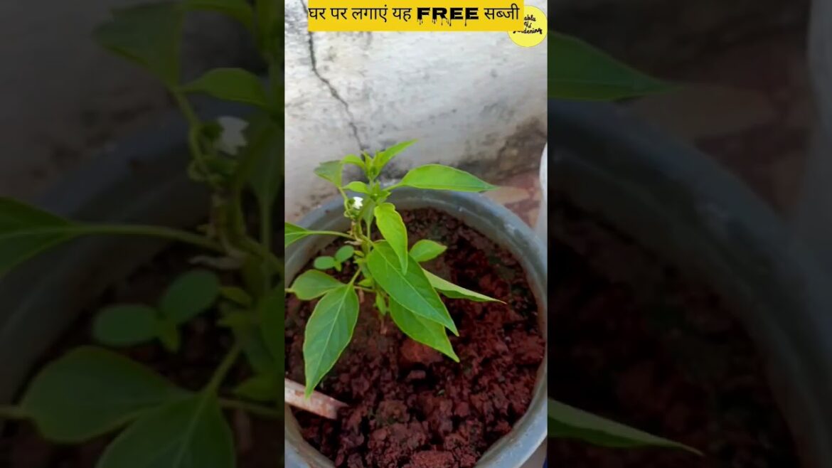 💥🪴home gardening today||#gardening #farming #shorts #trending #homegardening 💥🪴home gardening today||#gardening #farming #shorts #trending #homegardening