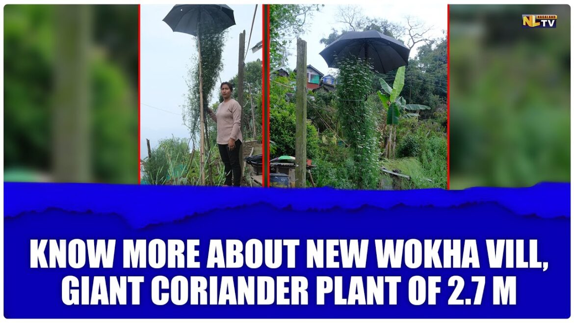 NEW WOKHA VILL GIANT CORIANDER PLANT OF 2.7 M IN KITCHEN GARDEN OF YILOBEMO ERUI & SEYIENEINUO NEW WOKHA VILL GIANT CORIANDER PLANT OF 2.7 M IN KITCHEN GARDEN OF YILOBEMO ERUI & SEYIENEINUO