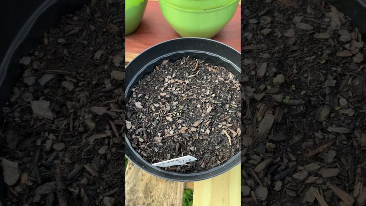 Potted Garden Blossom Before Your Eyes!#pottedgarden #gardening #growyourownfood #garden #garden101