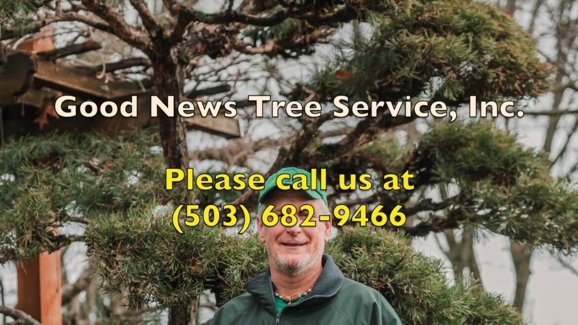 A Tiny Japanese Courtyard Garden Pruned