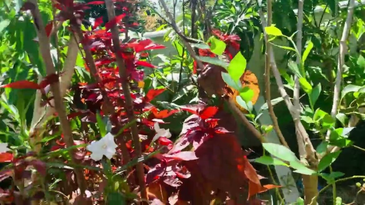 Backyard Edible Garden Tour I Remove Grape 🍇 vine￼ & Adding More Mango Trees March 2024