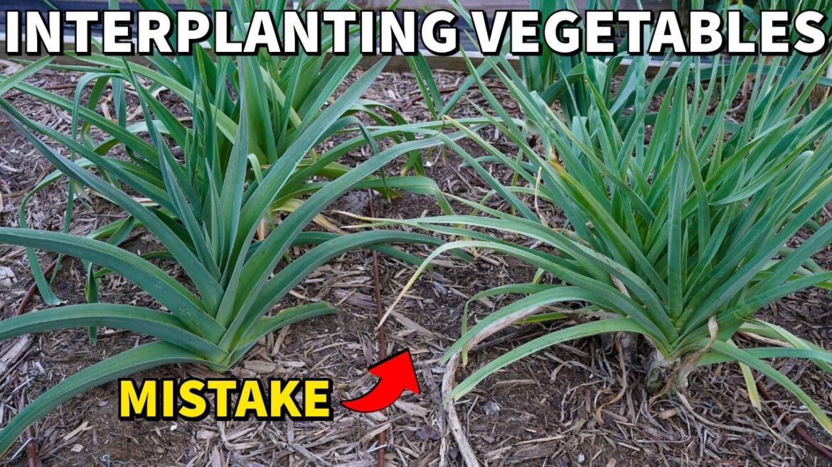 Why I Am NOT Interplanting Vegetables This Year