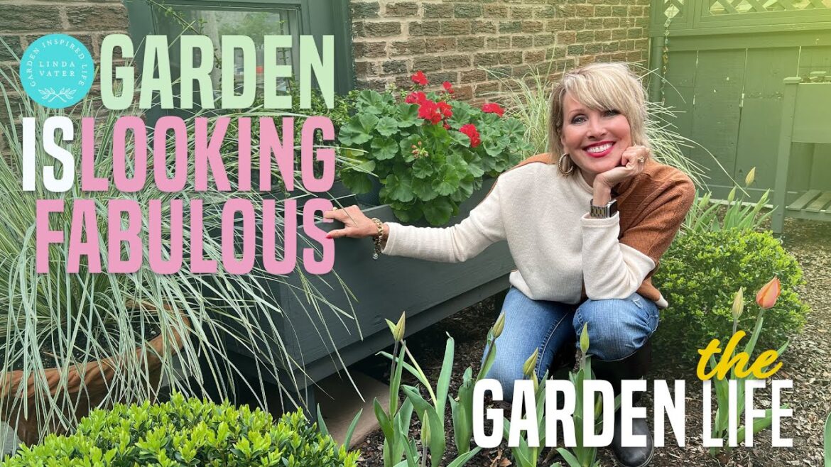 My Backyard Garden Is Looking Fabulous!