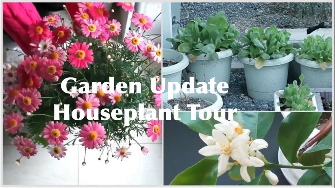 Little Garden Update/Houseplant Tour #containergarden #gardening #houseplant #homeandgarden #lemon Little Garden Update/Houseplant Tour #containergarden #gardening #houseplant #homeandgarden #lemon