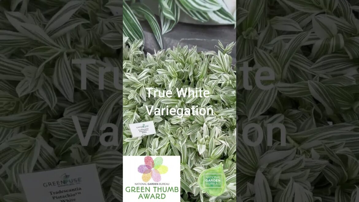 Green Fuse Tradescantia Pistachio White sm #containergardening #gardeningguide #garden #gardening Green Fuse Tradescantia Pistachio White sm #containergardening #gardeningguide #garden #gardening