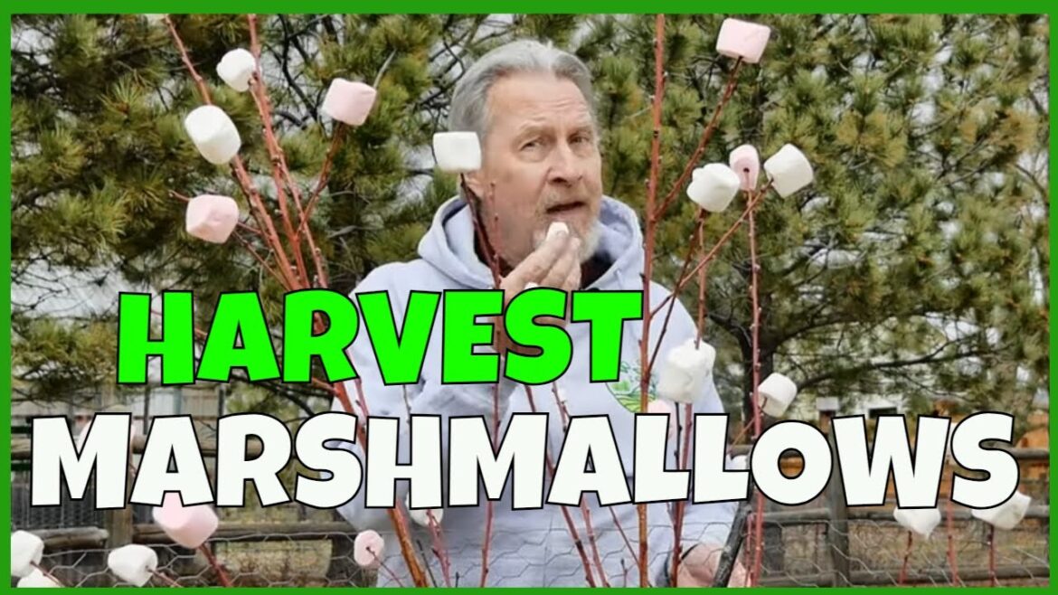 How to Grow Marshmallows How to Grow Marshmallows
