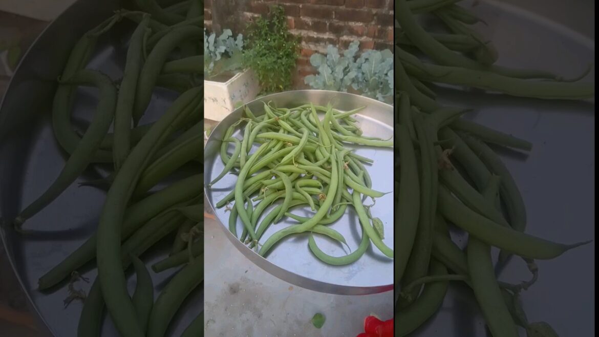 Harvesting Organic French Beans #shorts #shot #terrace #gardening #garden #vegetable