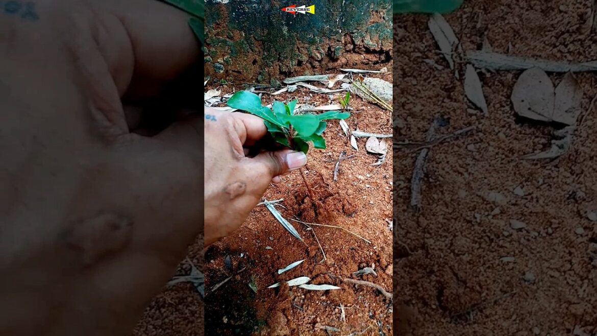 Let’s plant a plant π±π #ytshorts #plants #reverse Let's plant a plant π±π #ytshorts #plants #reverse