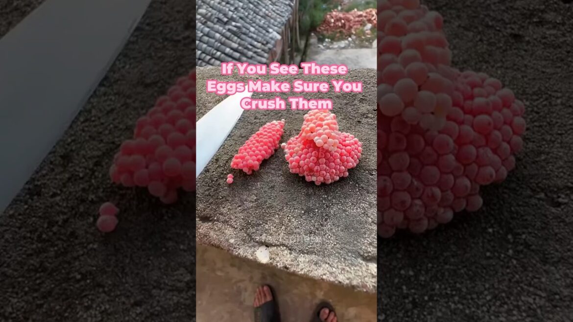 Always Destroy These Eggs! #shorts Always Destroy These Eggs! #shorts