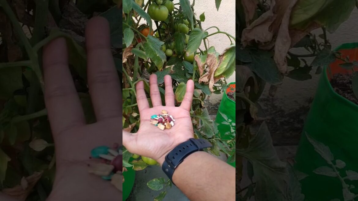 फरवरी-मार्च में लगाएं इन सब्जियों के बीज😉 | Vegetables to grow in February and March फरवरी-मार्च में लगाएं इन सब्जियों के बीज😉 | Vegetables to grow in February and March
