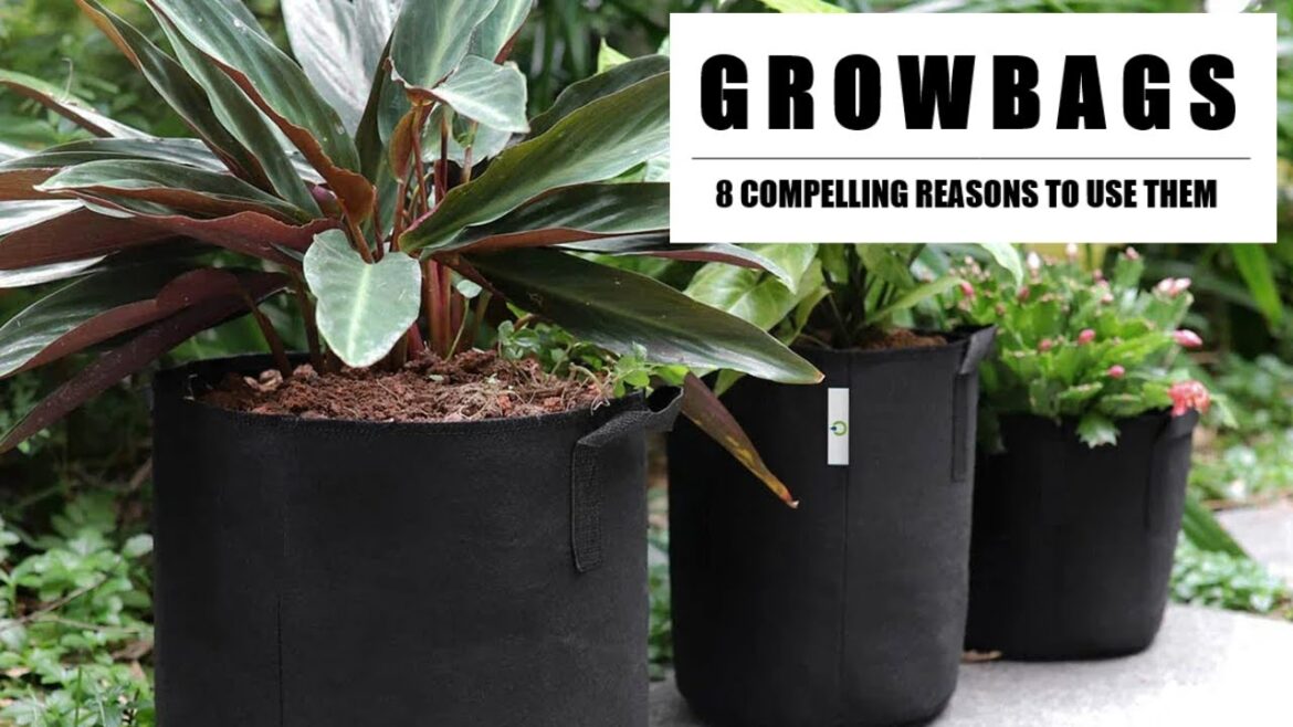 Container Gardening in Grow Bags (why it’s better) - Episode 12