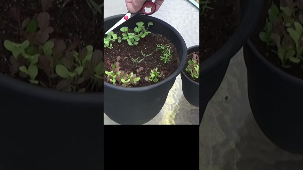 Container garden 23 days in Container garden 23 days in