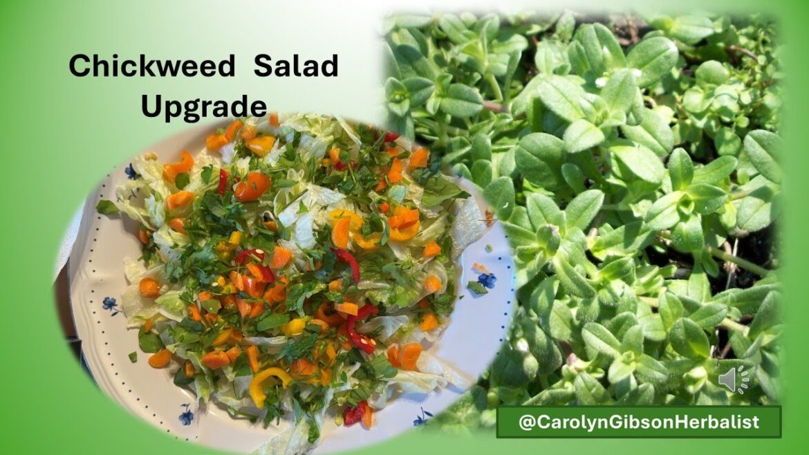 Wild Edible Chickweed , add to Your Salad Wild Edible Chickweed , add to Your Salad