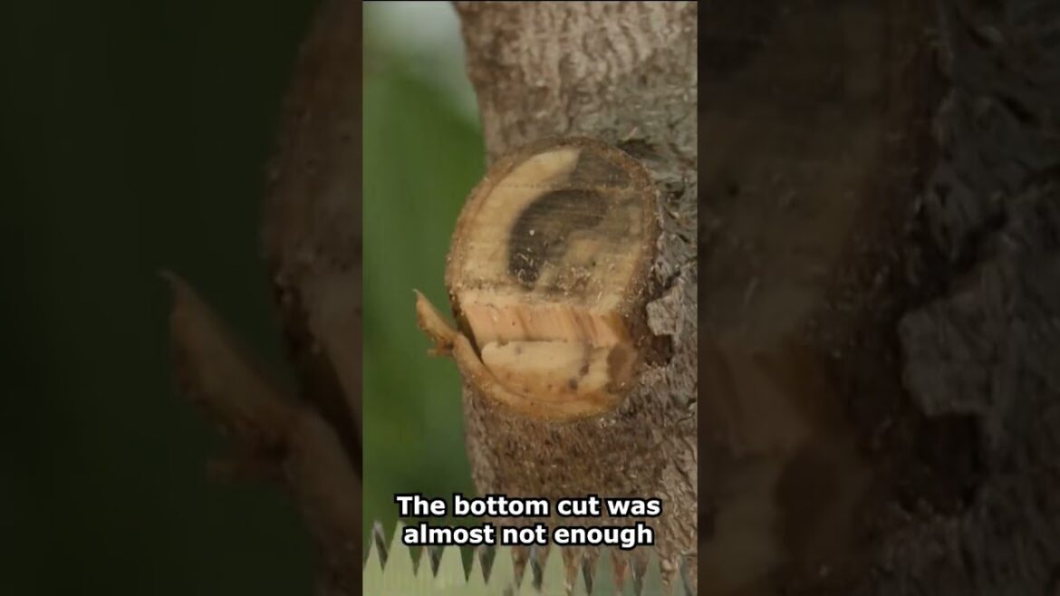 Proper Tree Branch Pruning #pruning #gardentips #trees #gardening #shorts Proper Tree Branch Pruning #pruning #gardentips #trees #gardening #shorts