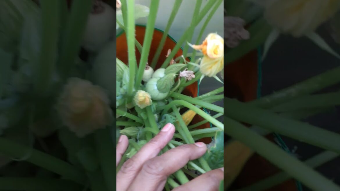 Summer Squash Fruiting  #gardening #zucchini #vegetablegardening #shorts