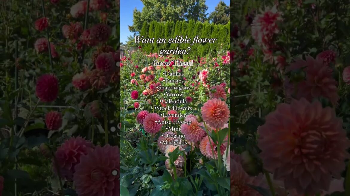 Edible Flower Garden For Pets And Kids #shorts Edible Flower Garden For Pets And Kids #shorts