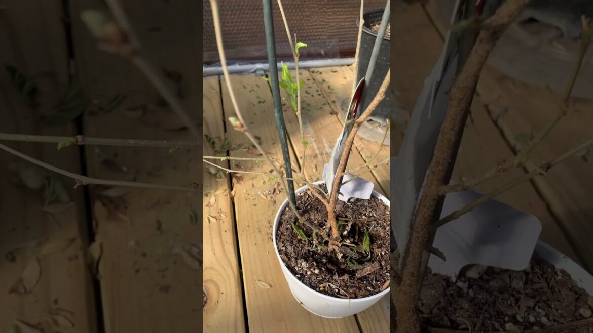 New growth on the mulberry tree #gardening #garden #greenhouselife