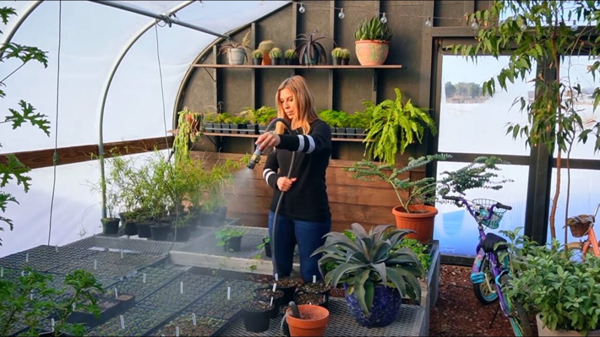 My Morning Routine before 7AM, Great Seed Starting Tips, Plants, Seedlings & Animals My Morning Routine before 7AM, Great Seed Starting Tips, Plants, Seedlings & Animals