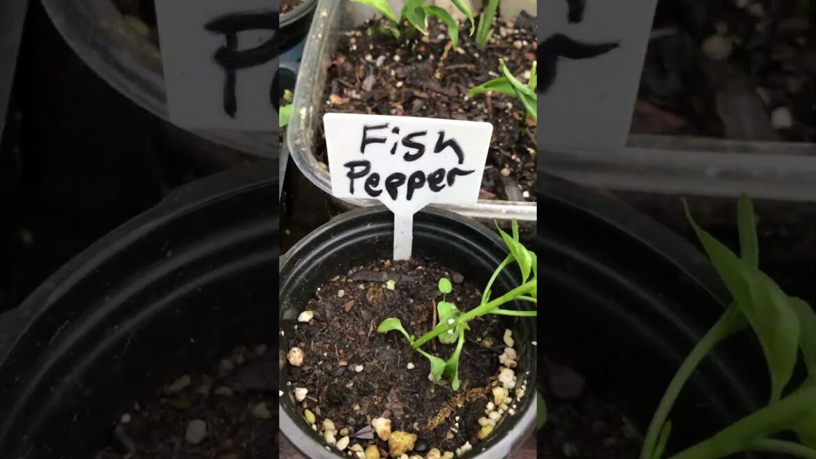 What's on the grow table Spring 2024 #garden #gardening