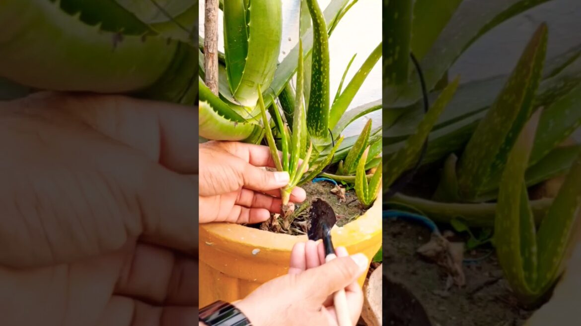 Aloevera Baby Plants #aloevera #plants #shorts