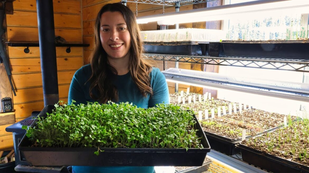 The Sun Has Returned to Our Cabin | Starting Seeds for This Year's Garden