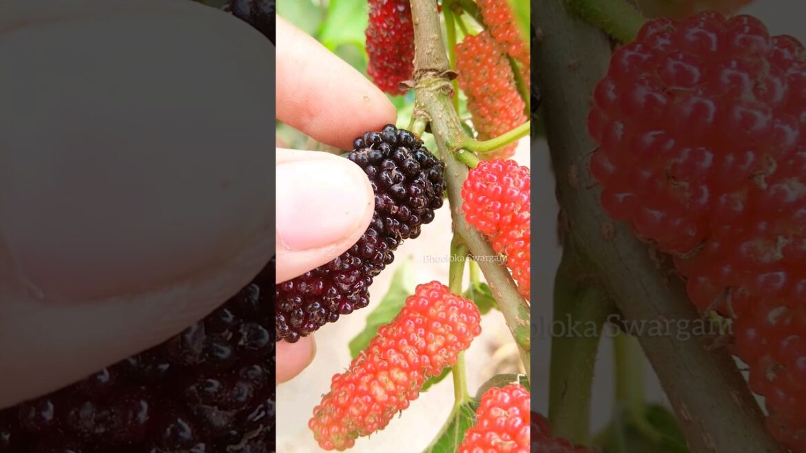 మల్బరీలు Mulberry harvest in terrace garden #harvesting #agriculture #gardening #shortvideo #shorts మల్బరీలు Mulberry harvest in terrace garden #harvesting #agriculture #gardening #shortvideo #shorts