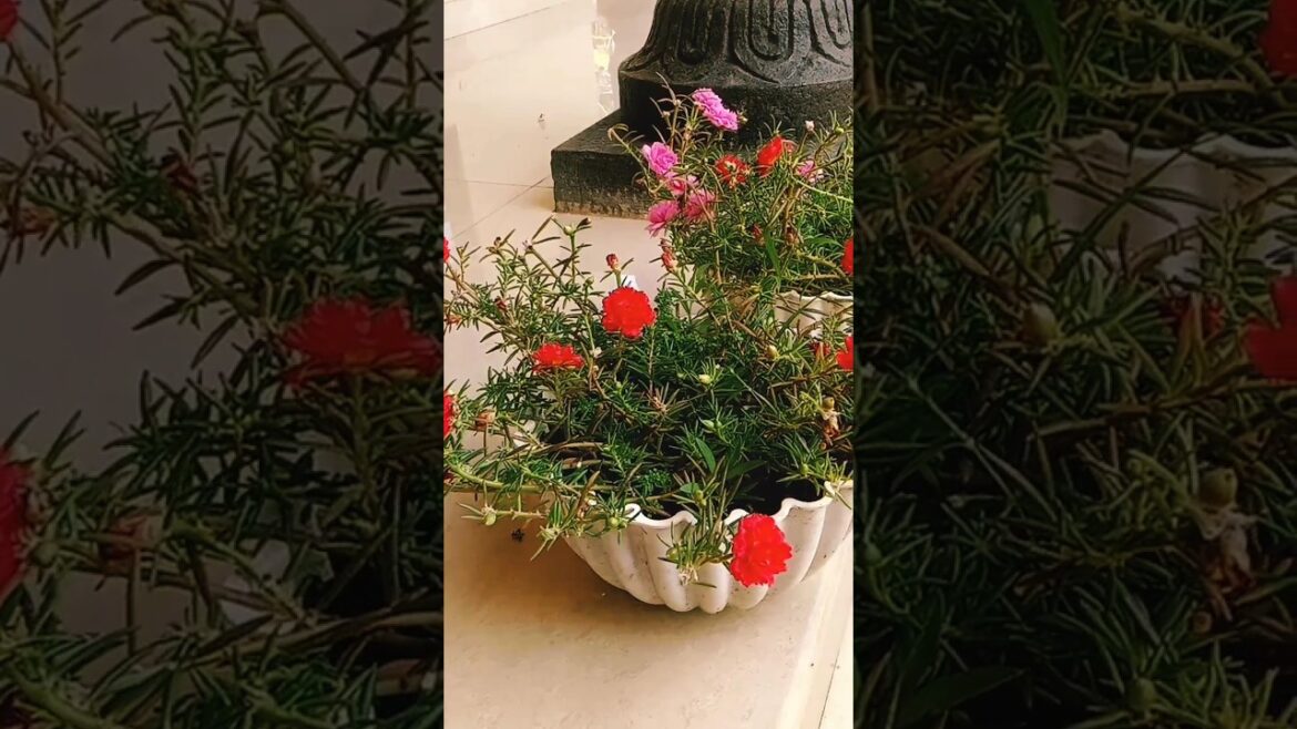 @meenootty, s world#shortsfeed #flowers #garden #gardening #nature #viral #ytshorts #portulaca