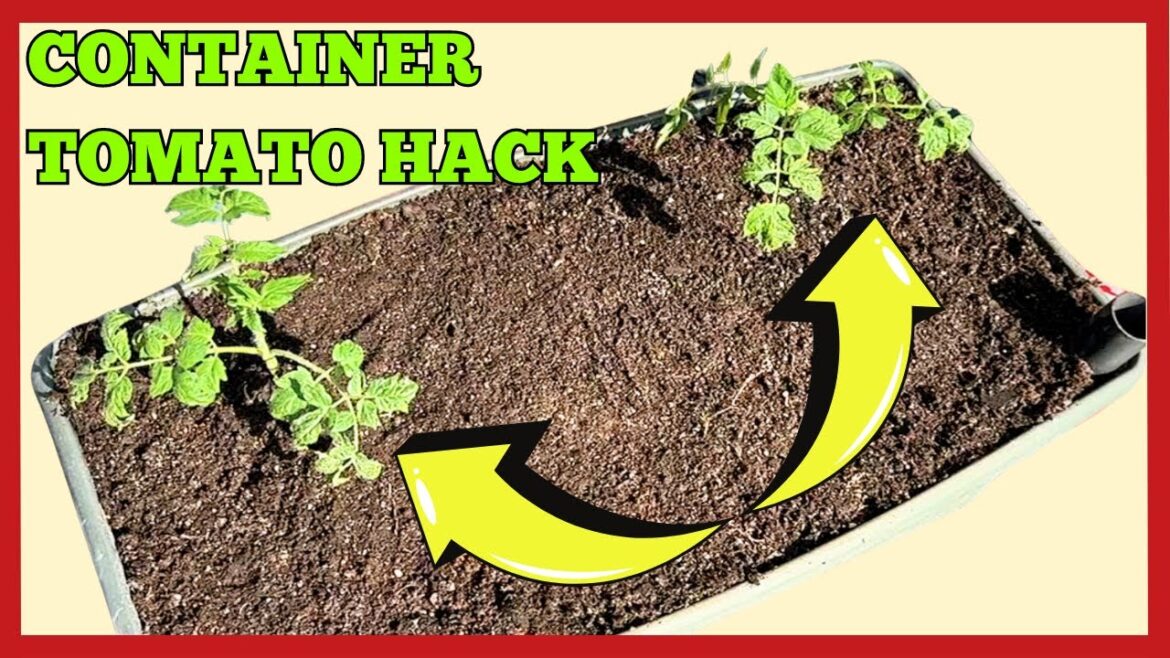 HOW TO REPLANT A CONTAINER GARDEN – HACKS & TRICKS #earthbox #wickingtubs #containergardening HOW TO REPLANT A CONTAINER GARDEN - HACKS & TRICKS #earthbox #wickingtubs #containergardening