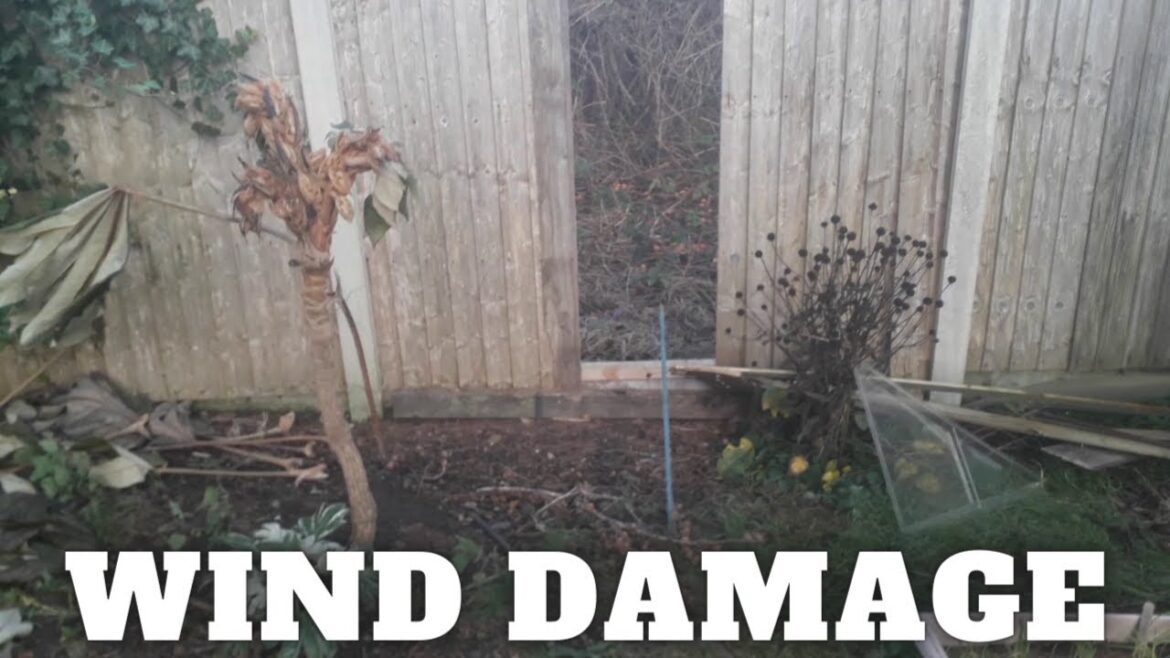 Wind Damage [Gardening Allotment UK] [Grow Vegetables At Home ]