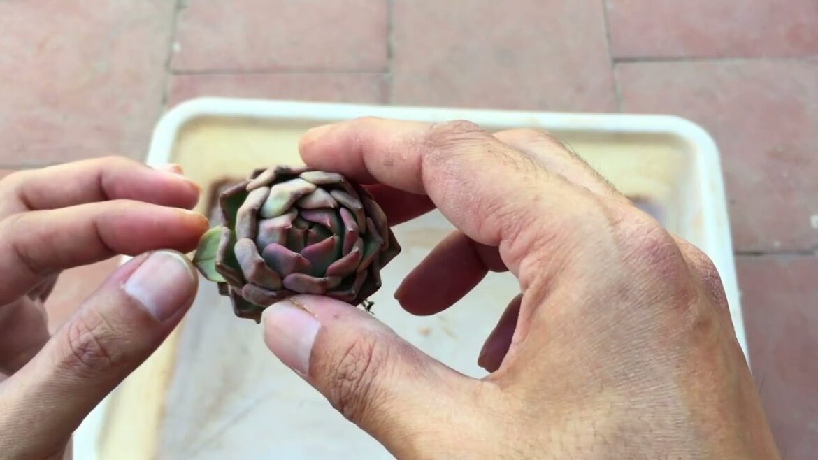 THIS TYPE OF SOIL CAN DEFINITELY KILL YOUR SUCCULENT | SUCCULENT CARE TIPS